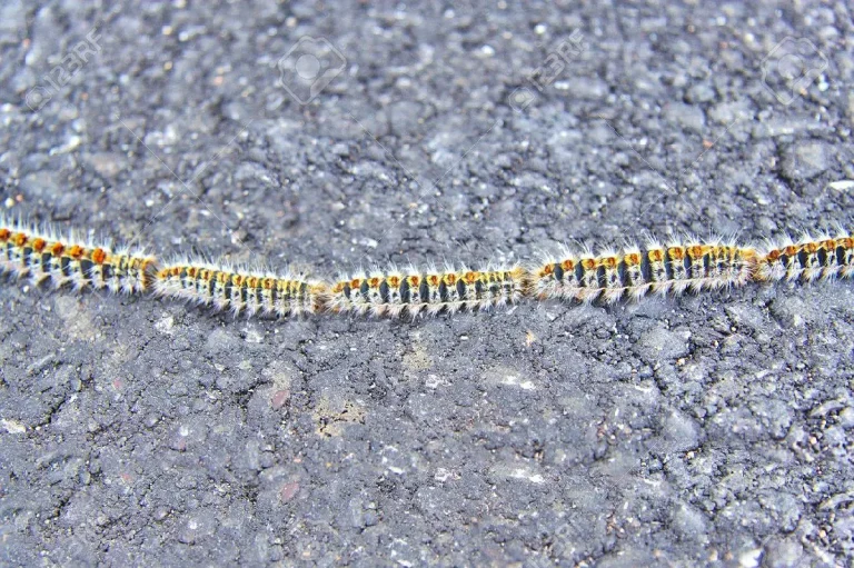 Çam Kese Böceği: Tehditler ve Mücadele Yöntemleri
